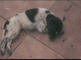 Una perrera de Cádiz es imputada por maltrato animal