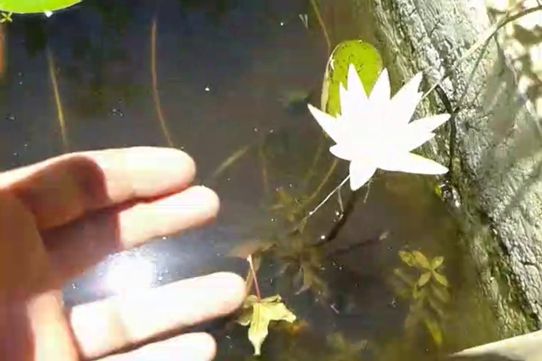 Ninfeia  e sua flor  branca