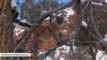 Utah Wildlife Staffer Captures Mountain Lion Staring Into The Camera