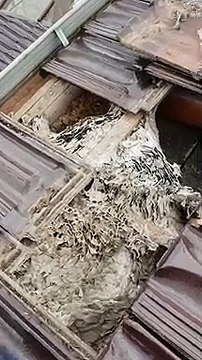 Is There a Wasp Nest Around Your Home? Call Protech Pest Control!