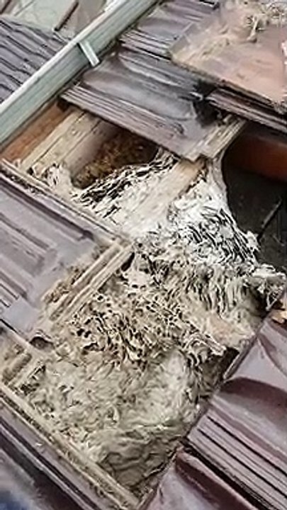 Is There a Wasp Nest Around Your Home? Call Protech Pest Control!