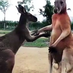 Real love Kangaroo propose with ring