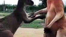 Real love Kangaroo propose with ring