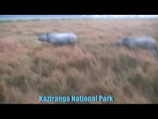 Rhinos of Assam