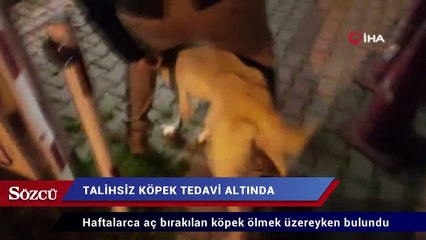 Download Video: Ölüme terk edilen köpek tedavi altında