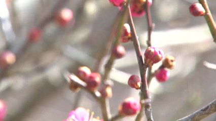 [날씨] 주말 완연한 봄, 서울 14.5℃...미세먼지도 약화 / YTN