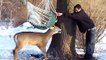 Deux passants libèrent un cerf accroché à un hamac