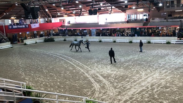 Salon des étalons