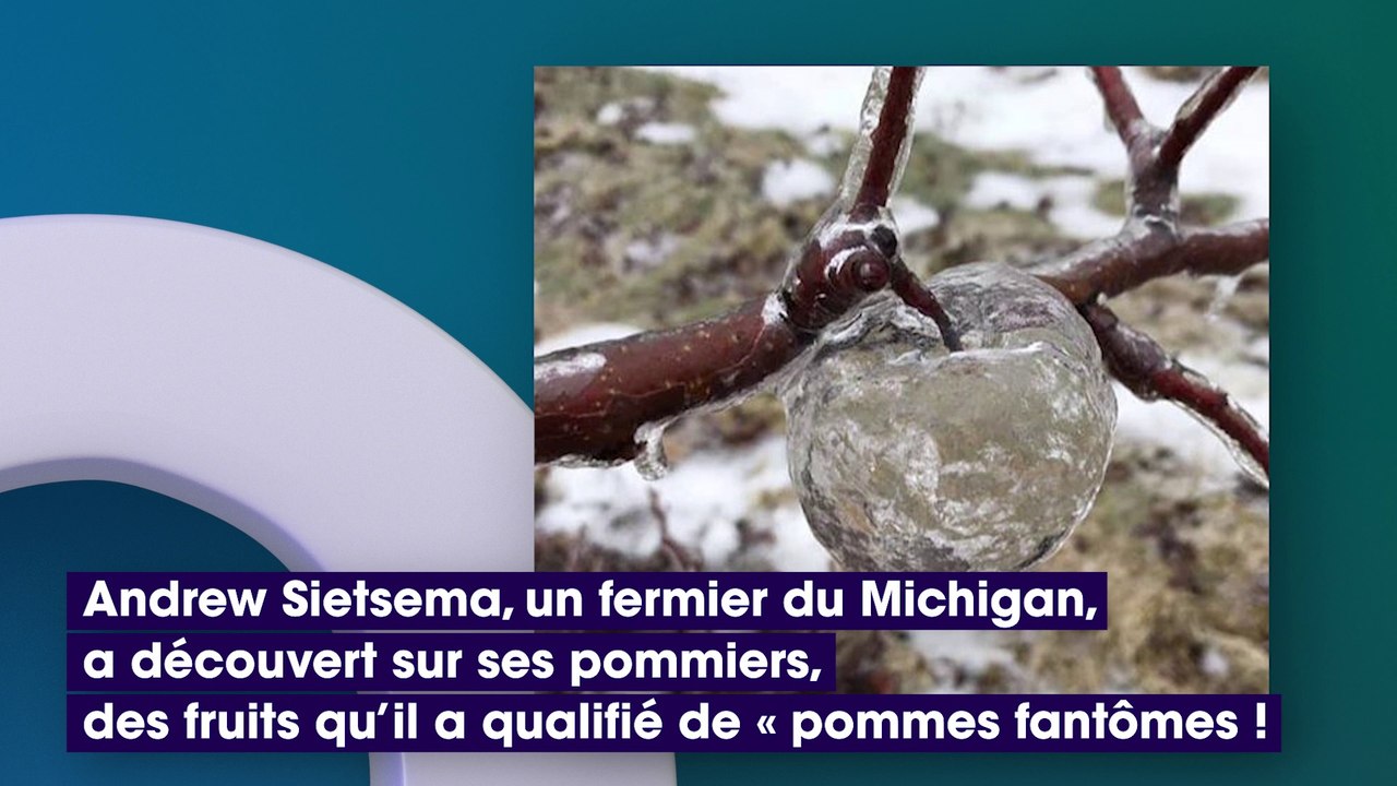 Un fermier trouve des pommes fantômes sur ses a...