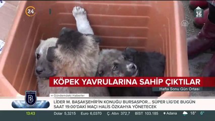 Köpek yavrularına sahip çıktılar