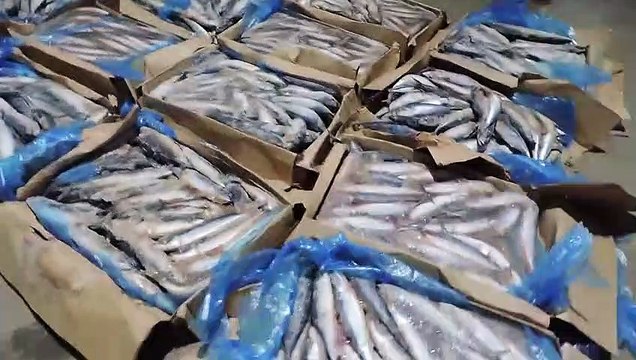 لحظة ضبط 50 طن أسماك فاسدة قبل بيعها للمواطنين