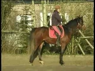 Vente jument "Rivière d'Hannapes"