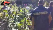 Carabinieri scoprono piantagione di cannabis sulla Ionica