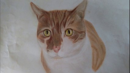 Drawing Head Cat Colored.