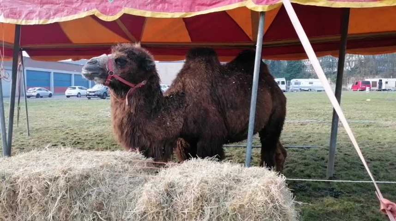 Le cirque Achille Zavatta est à Mouscron jusqu'au 3 mars 2019