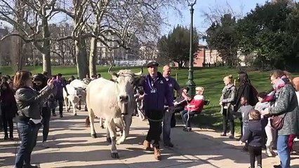 Cows roam through Paris park for agriculture fair