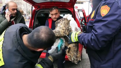 Dikenli tele takılan kuşu itfaiye kurtardı - ÇANKIRI