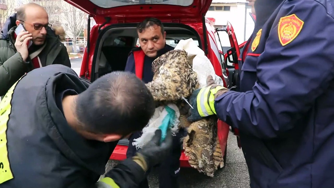 Dikenli tele takılan kuşu itfaiye kurtardı - ÇANKIRI