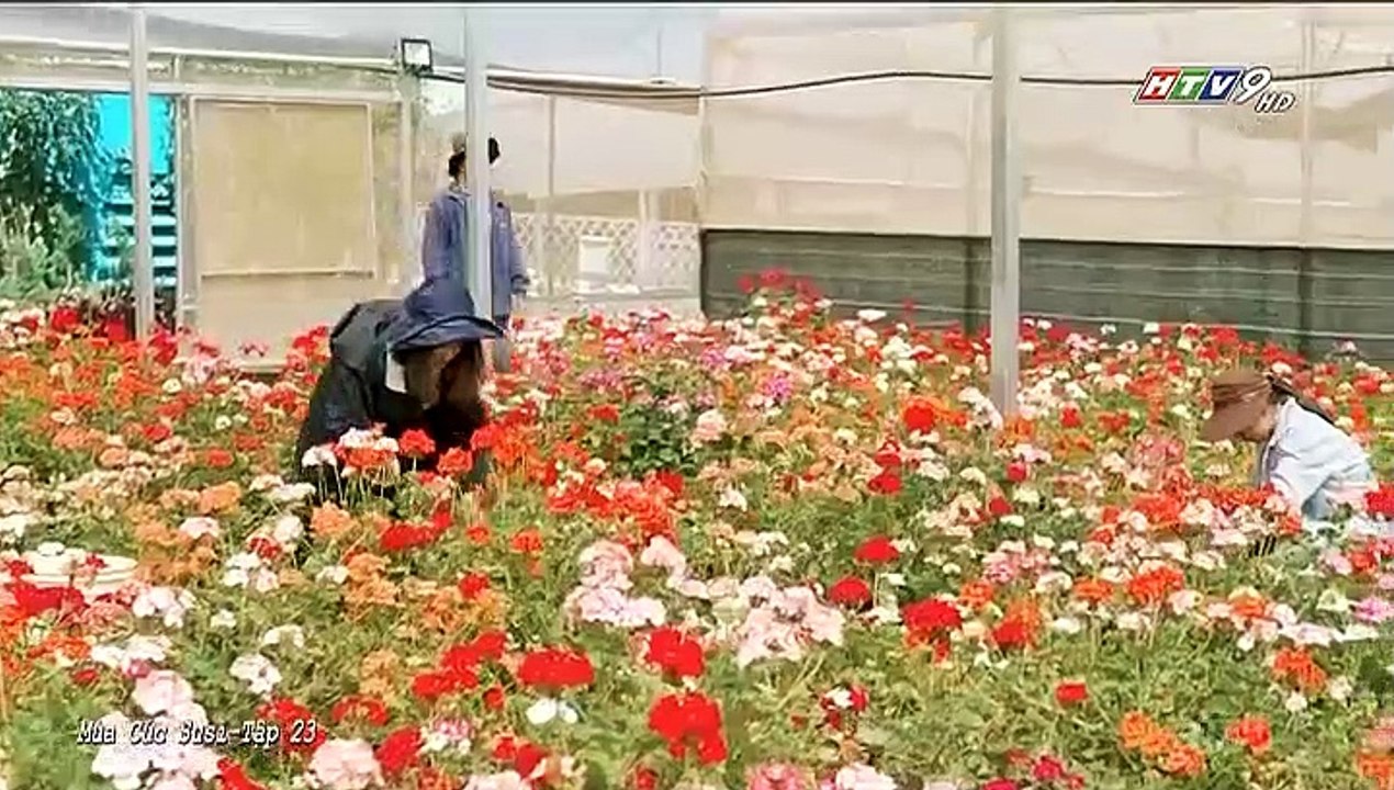 Mùa Cúc SuSi Tập 24 - mùa cúc susi tập 25 - Phim Việt Nam - Phim Mua Cuc Susi Tap 24