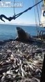 Cet éléphant de mer ne veut pas quitter ce bateau de pêcheurs et mange tous les poissons !