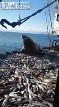 Cet éléphant de mer ne veut pas quitter ce bateau de pêcheurs et mange tous les poissons !