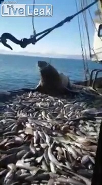 Cet éléphant de mer ne veut pas quitter ce bateau de pêcheurs et mange tous les poissons !