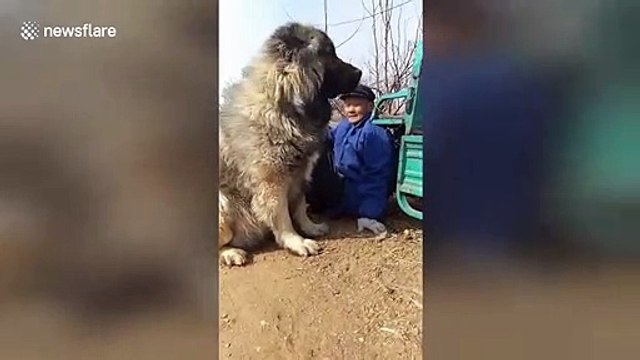 Ce chien est aussi grand qu'un poney !