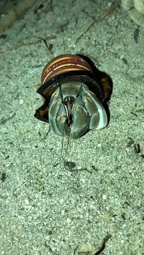 Ce Bernard l’Hermite utilise un goulot de bouteille comme coquille