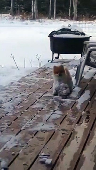 Quand ton chien te ramène toute la neige du jardin accrochée à ses poils !