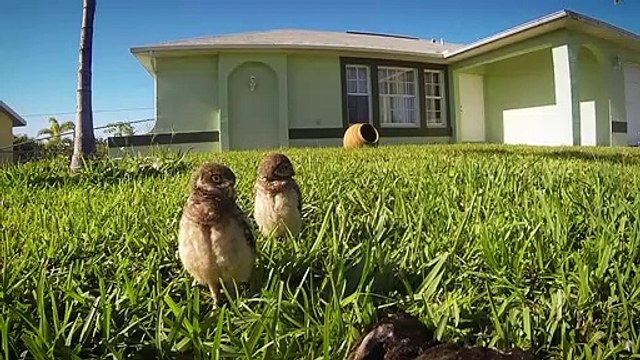 Quoi de plus mignon que ces 2 petites chouettes curieuses