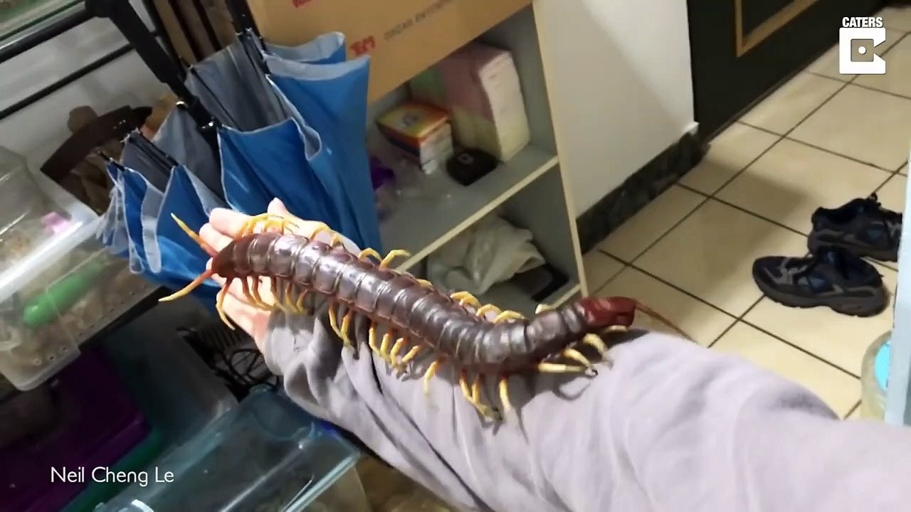Il s'amuse avec son mille-pattes géant... Terrifiant
