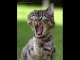 la chatte - Vidéos Humour -