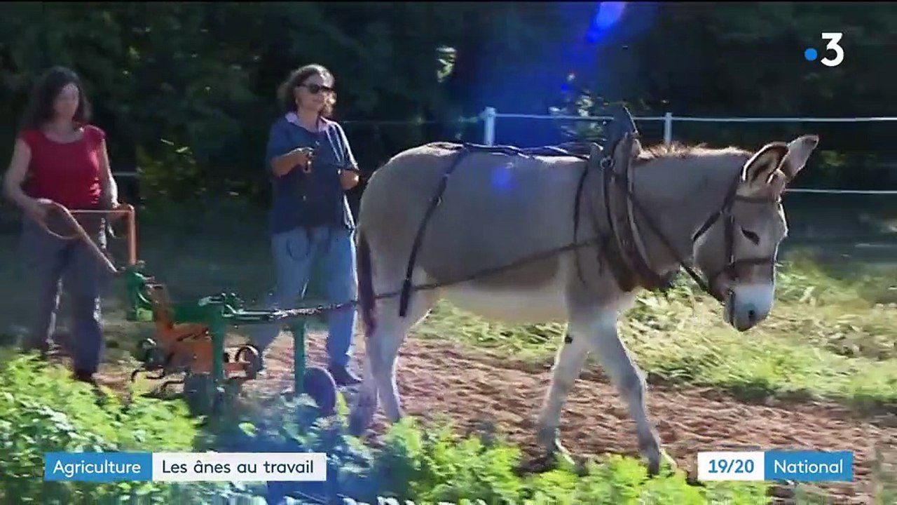 Agriculture : le retour des ânes au travail