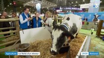 Agriculture : la fierté d'un éleveur qui a sauvé une race de vache