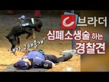 온몸을 던져 앞발로 쿵쿵 ‘내가 구해줄개’ 심폐소생술 하는 경찰견 [씨브라더]