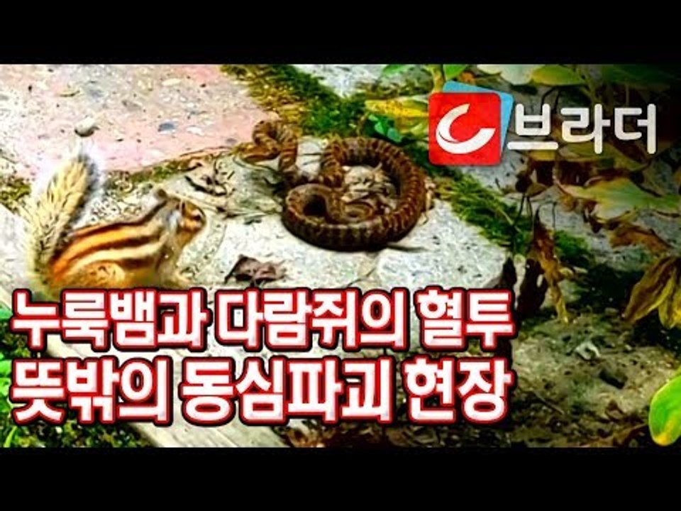 ‘천적’ 누룩뱀과 싸우는 다람쥐, 결과는? 설악산 다람쥐 ‘용맹하다람쥐’ [씨브라더]