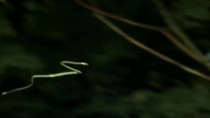 Incríveis Voos De Lagarto E Cobra Voadores