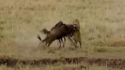 Leopardo Apanha Valente Marrada De Gnu, Mas No Dia Seguinte