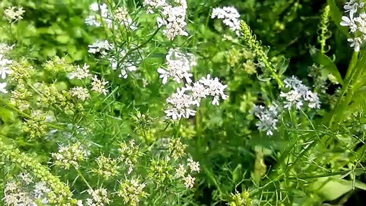 coriander flowers