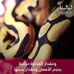 فيديو تفسير رؤية الثعبان في المنام ومعاني ألوانه في الحلم!