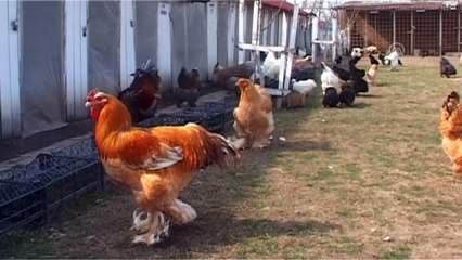 Süs tavuğu hobisi gelir kapısı oldu - TOKAT