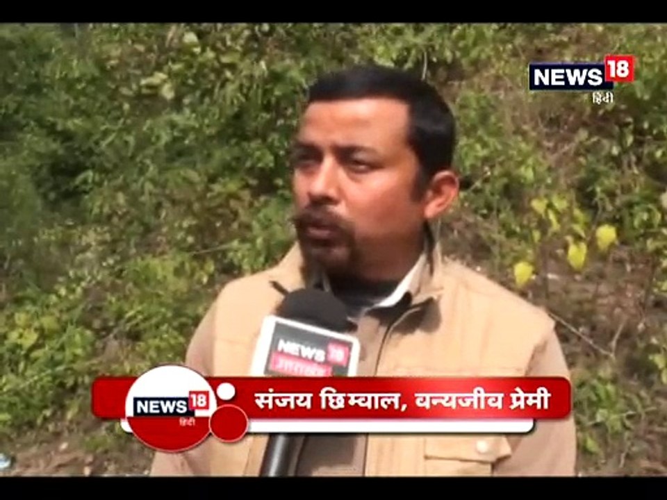 रामगंगा नदी में मगरमच्छों की संख्या बढ़ी, लेकिन घड़ियालों की घटी-number of crocodiles increased in the Ramganga river however the alligator decreases