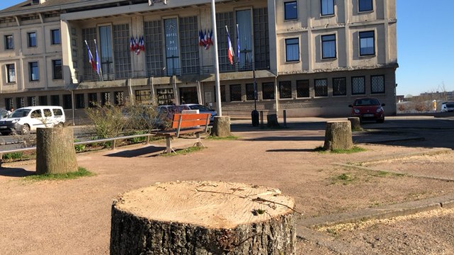 Les tilleuls de l’hôtel de ville sont abattus