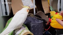 Cockatiel has squeak-off with a toy rubber duck