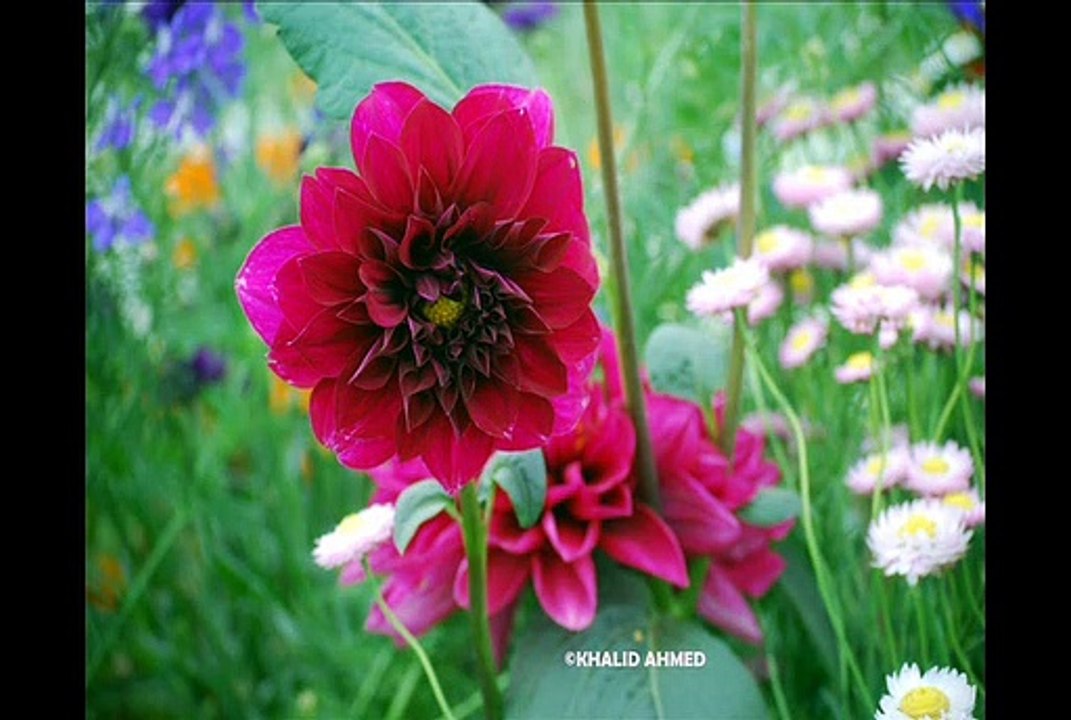 MUSIC IN THE NATURE AND THE DANCING DAHLIAS