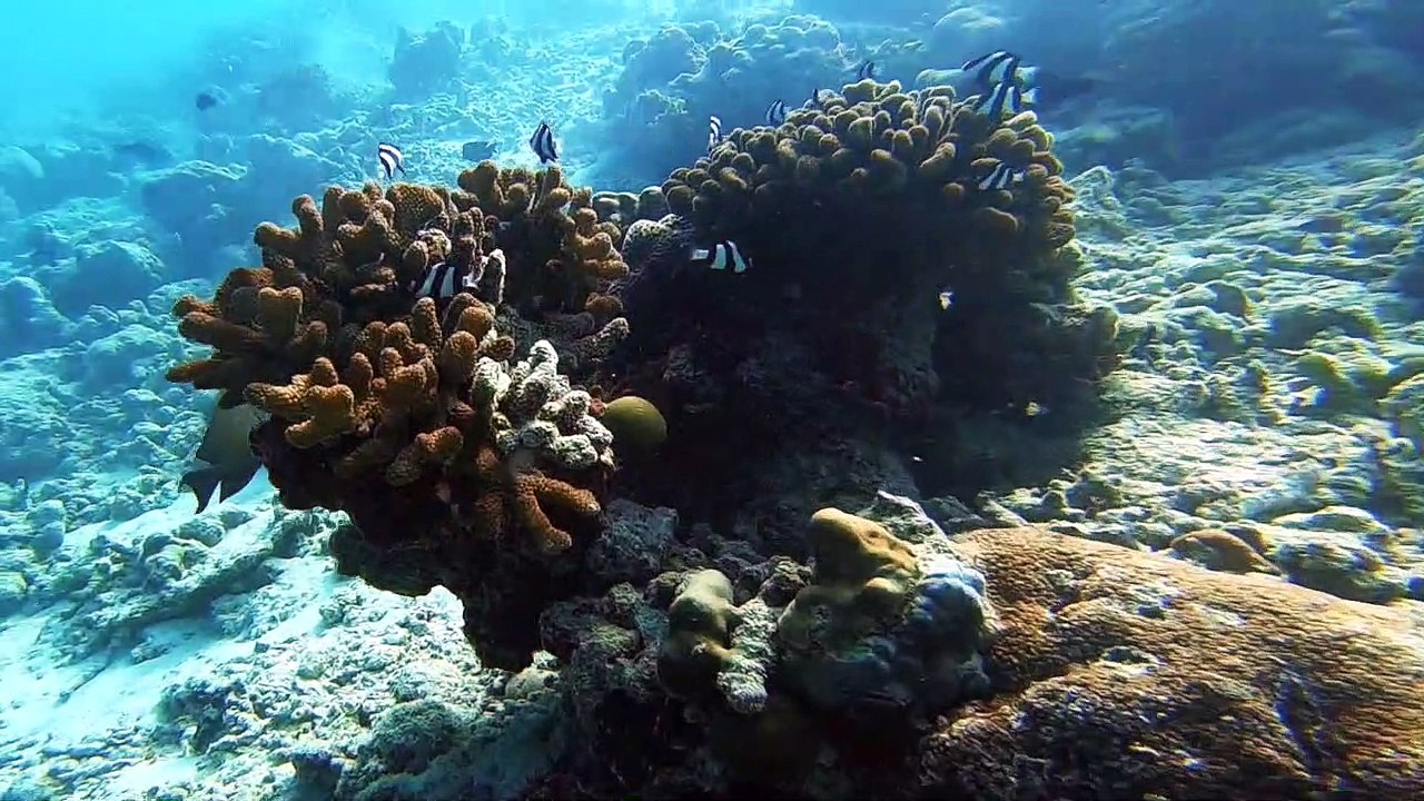Snorkeling in Baa Atoll, January 2019 (vCourte)