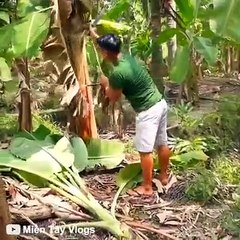 make fresh drinks from banana stems