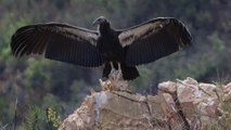 Thần Ưng Andes | Loài Chim Khổng Lồ Mạnh Mẽ Dạy Con Không Chùn Bước Trước Thử Thách
