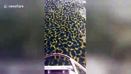 Strange 'leopard print' yellow bloom filmed in waters off Thailand