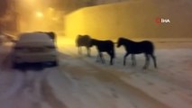 Arnavutköy’de aç kalan atlar sokaklarda yiyecek aradı